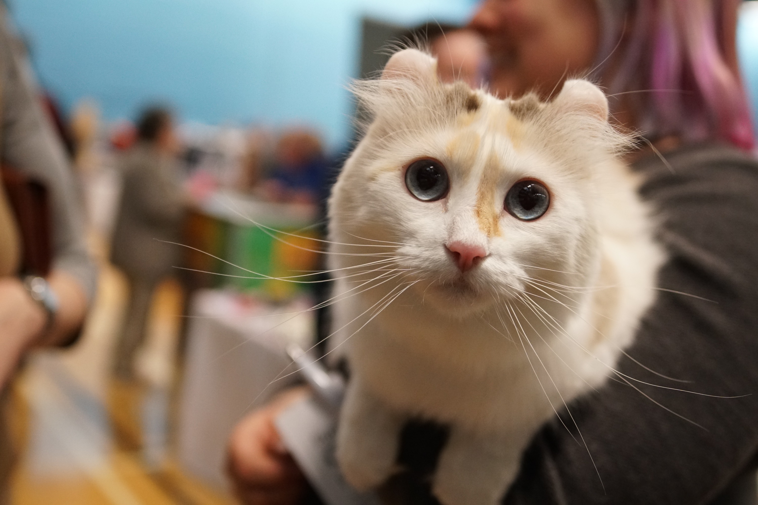 Uk Cat Show 2024 - Hanni Marney