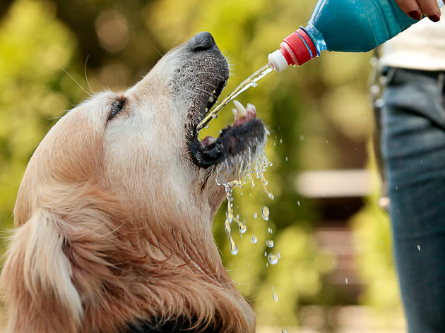 Dog drinking water Dog drinking water