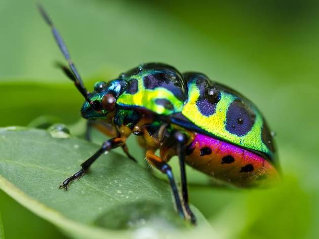 Invertebrats Espectaculars Invertebrats Espectaculars