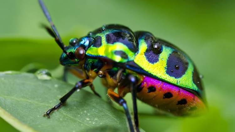 'Invertebrados espectaculares' en el Zoo de Barcelona