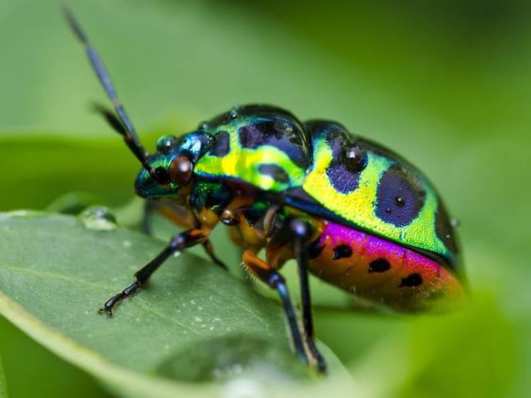 'Invertebrats espectaculars' al Zoo de Barcelona