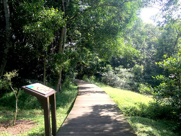 Pasir Ris Mangrove Boardwalk Trail Things To Do In Pasir Ris Singapore