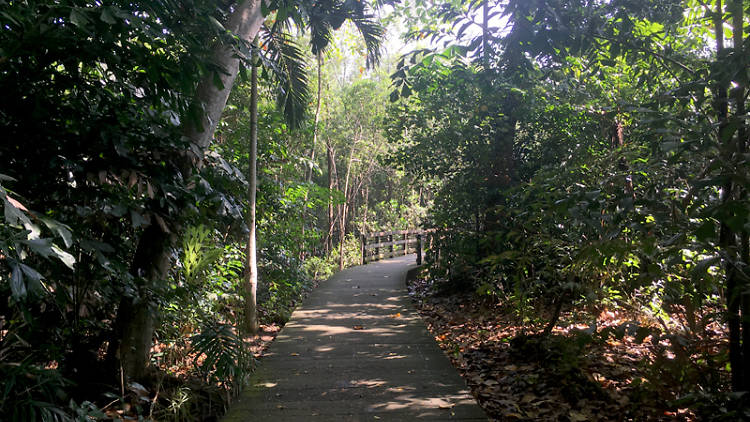 Pasir Ris Mangrove Boardwalk Trail