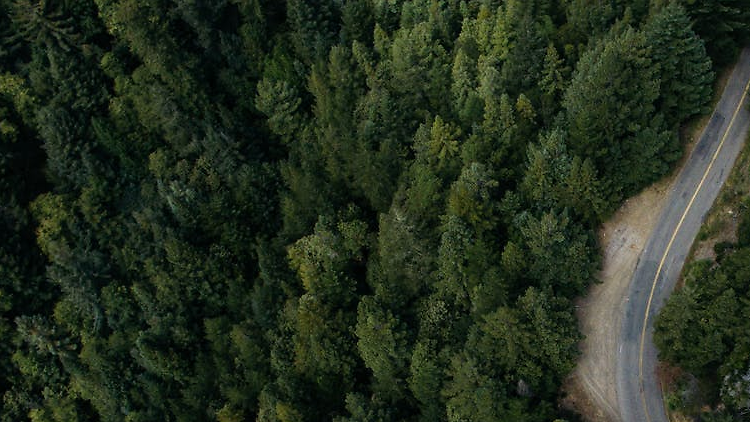 Bosques de ensueño