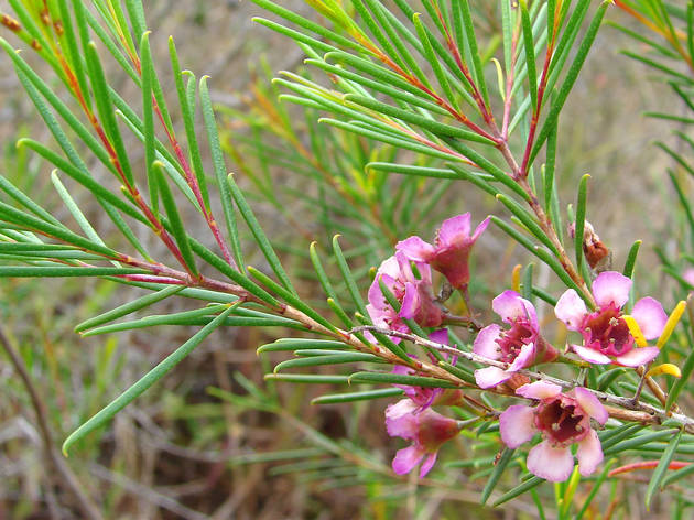 geraldton wax bushfood rise orange