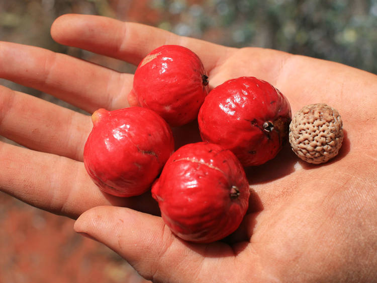 Quandong