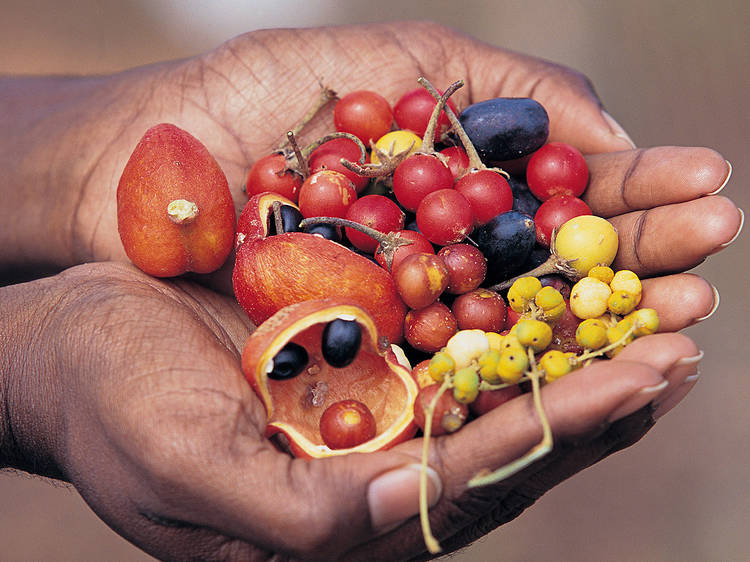 Bush Tucker Bush Food