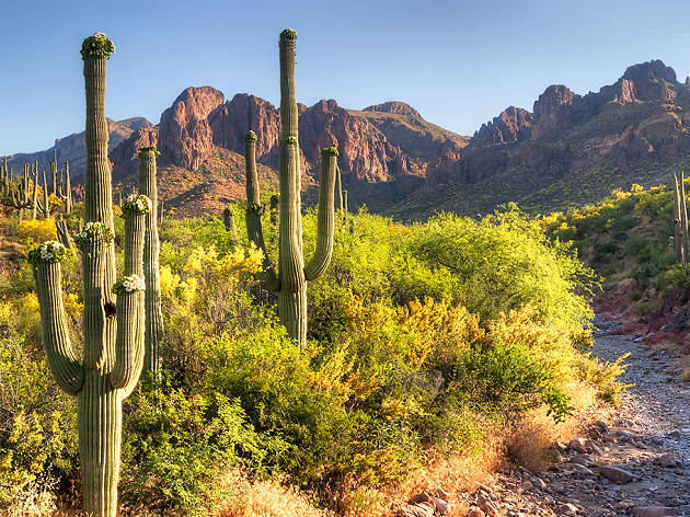 Sonoran Desert Sonoran Desert