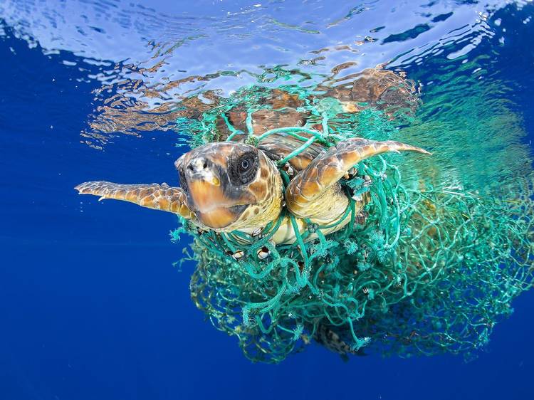 Caretta Caretta Trapped, World Press Photo 2017