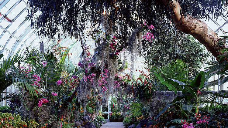 Admire the flora at the New York Botanical Garden