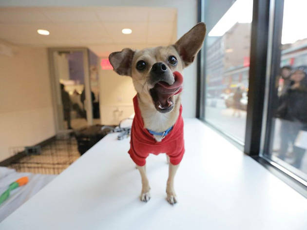 Best Places For Pet Adoption In Nyc Including Foster Centers