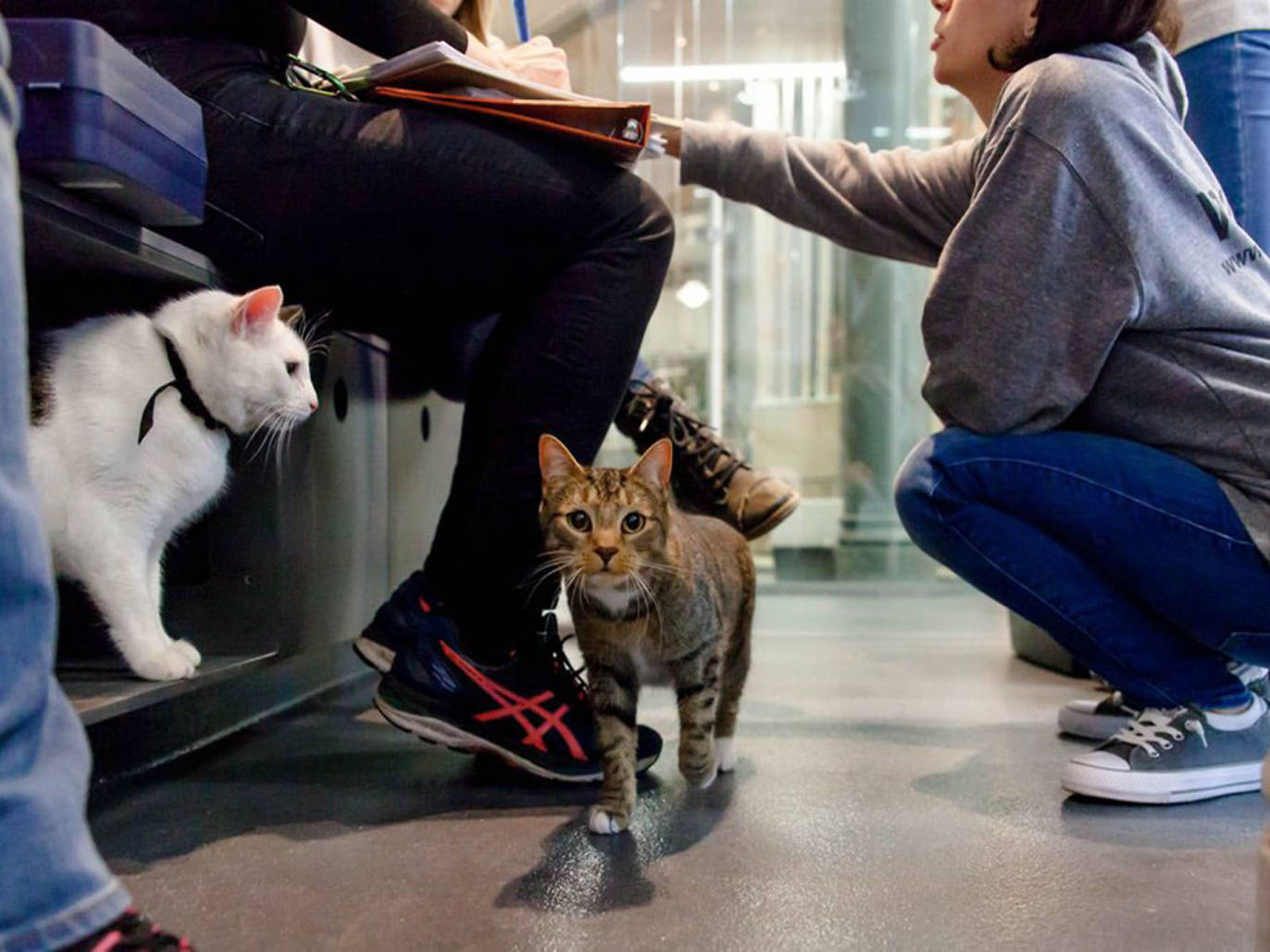 Best places for pet adoption in NYC including foster centers