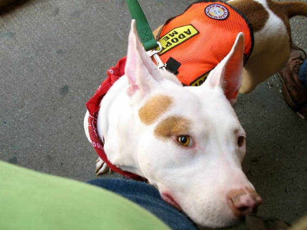 Brooklyn Animal Action Brooklyn Animal Action