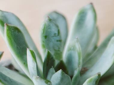 I tried L.A.’s top-rated 420-friendly dating apps. Here’s what happened. I tried L.A.’s top-rated 420-friendly dating apps. Here’s what happened.