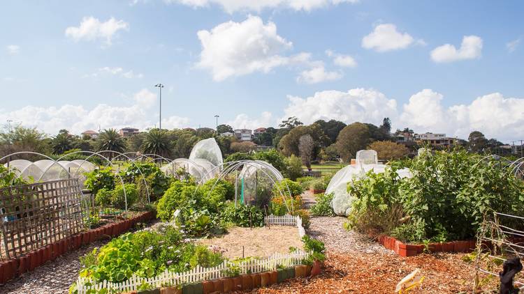 Carss Park Community Garden Kograh Bay