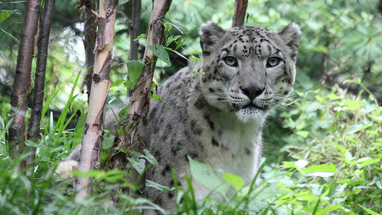 Snow leapord at the Central Park Zoo