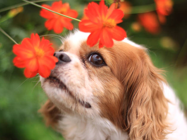 The dog of the smile and flowers 514725470