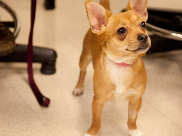 Adopta un amigo Adopta un amigo