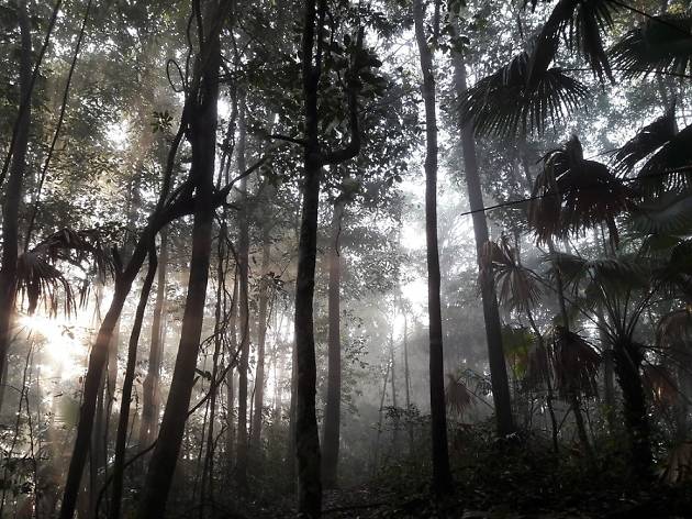 La selva del Congo La selva del Congo