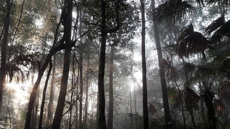 La selva del Congo