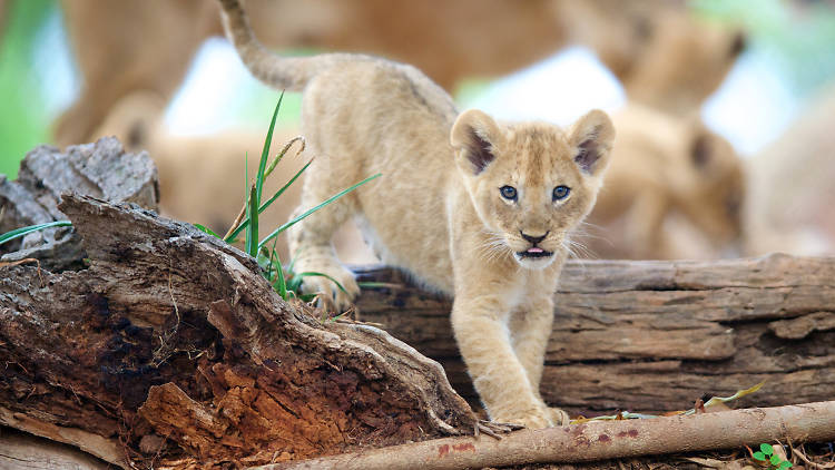 Meet the lion cubs