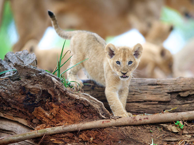 Meet the lion cubs