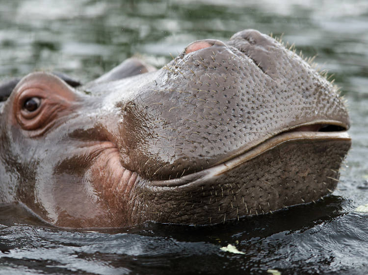 See the hippo keeper talk