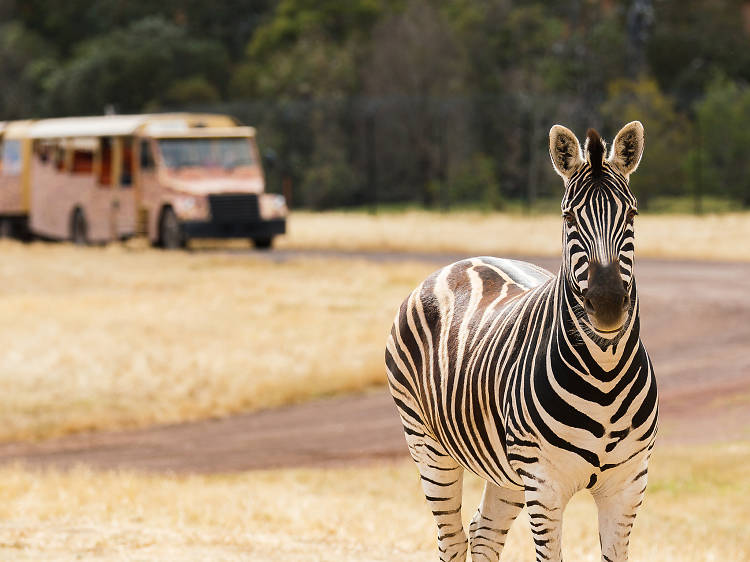 Take a free safari tour