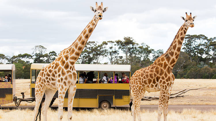 Have a Slumber Safari at Werribee Open Range Zoo