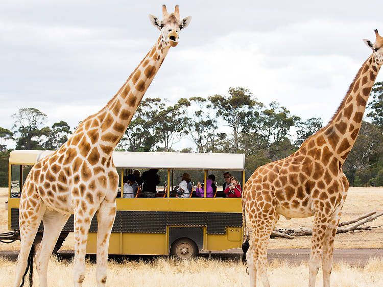 Have a Slumber Safari at Werribee Open Range Zoo