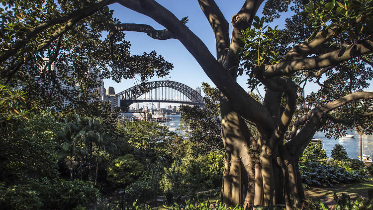 A fig tree and lush greenery stretches out in front of the Sydney Harbour Bridge