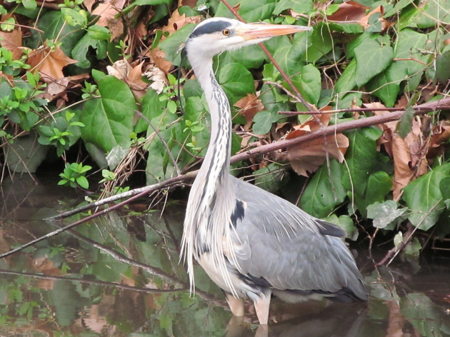 Heron Heron
