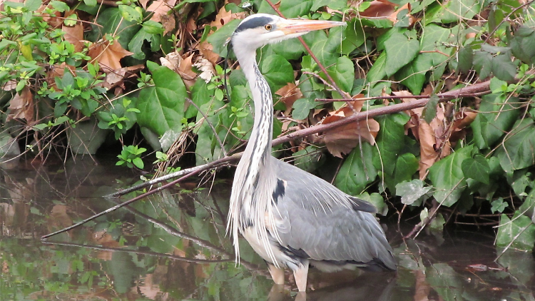 Heron