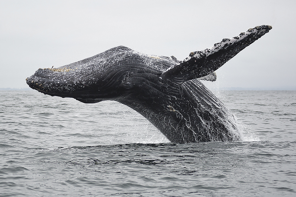 Whale Watching Boston: 7 Local Boat Tours for Seeing Whales