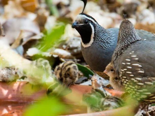 Día Mundial de Observación de Aves Día Mundial de Observación de Aves