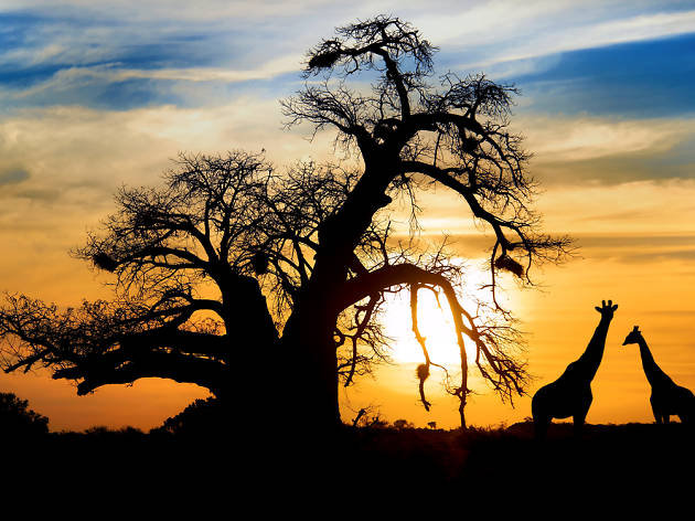 Àfrica Àfrica