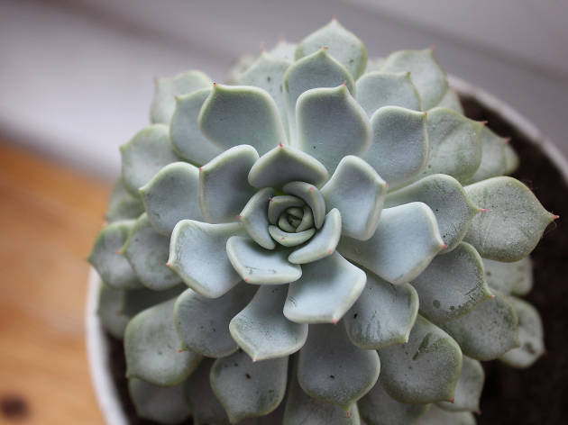 Succulents Succulents