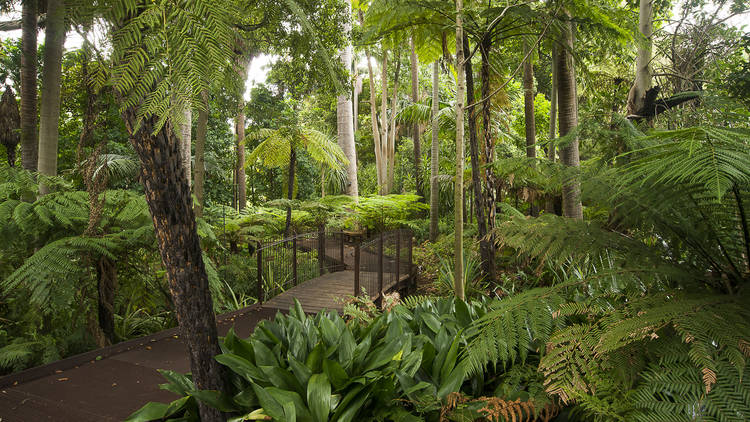 Wander round the Royal Botanic Gardens