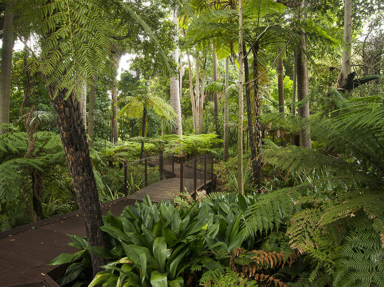 Pack a picnic and bring it to the Royal Botanic Gardens