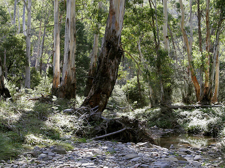 Wurundjeri Cultural Tour