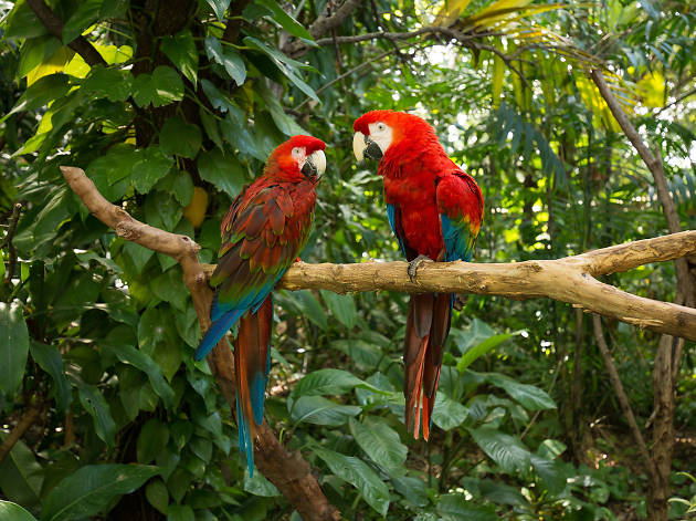 Be one with the birds at Jungle Island Be one with the birds at Jungle Island