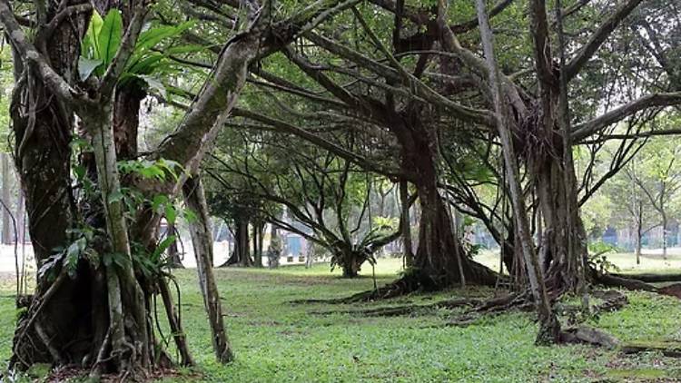 Taman Rimba Kiara