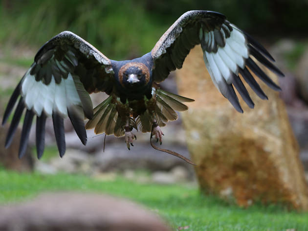 Eagle at Spirits of the Sky at Healesville Sanctuary Eagle at Spirits of the Sky at Healesville Sanctuary