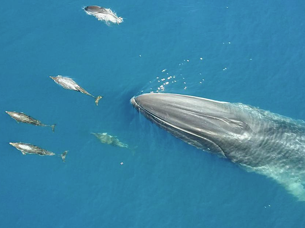 Resultado de imagen de balena gegant i cinc dofins