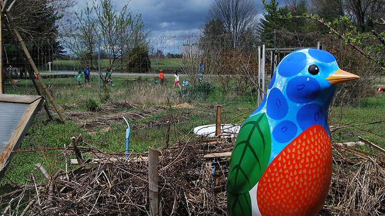 Washington Youth Garden