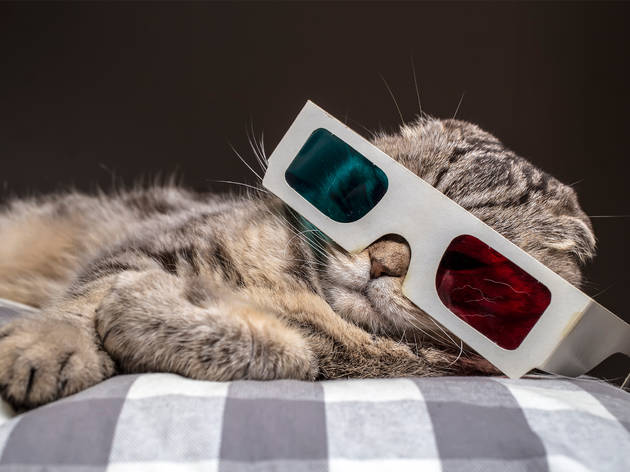 Vive Gatito Vive Gatito