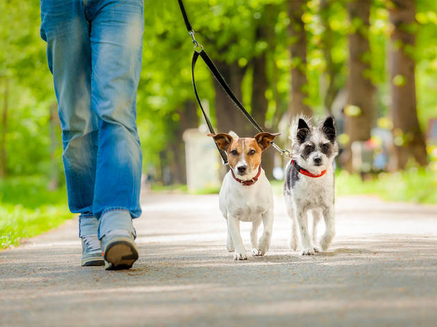 Parques para pasear a tu perro Parques para pasear a tu perro