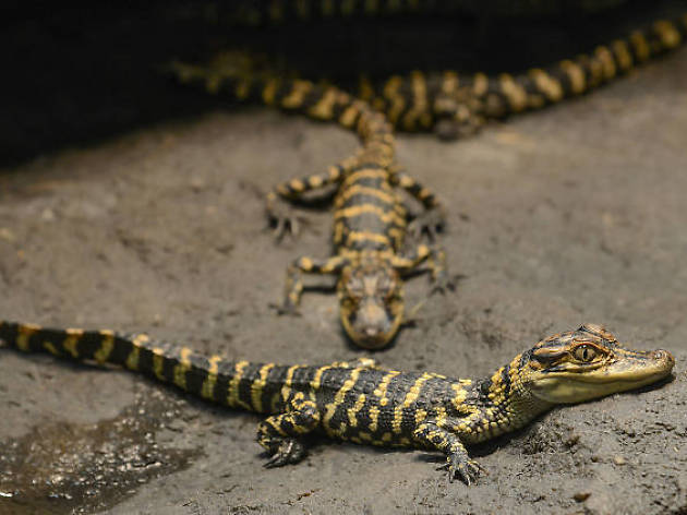 Expo Reptiles, Artrópodos y Anfibios Expo Reptiles, Artrópodos y Anfibios