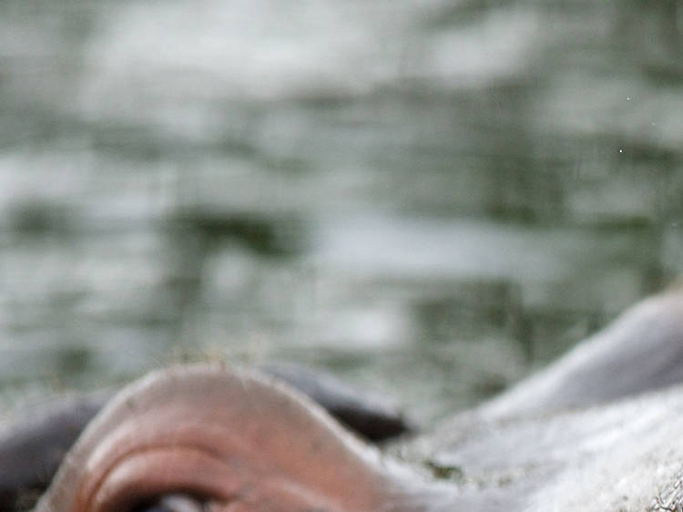 Werribee Zoo's hippo