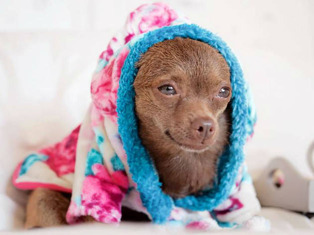 Tiendas online para mascotas Tiendas online para mascotas